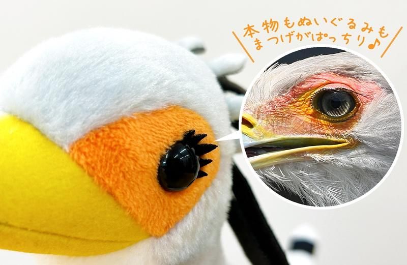 吉徳コラボ第三弾ヘビクイワシ”キック”特設ページ - 掛川花鳥園公式