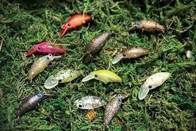 スミス 団子魚（ダンゴウオ）