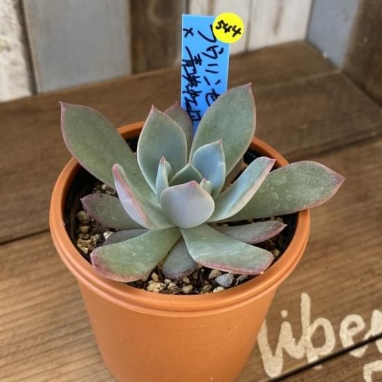 ラウリンゼ×青典牡丹 現物商品 - 多肉植物 人気の多肉植物 多種類の