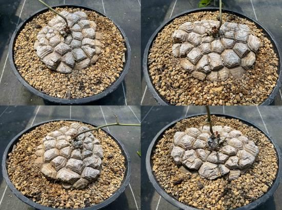 Dioscorea Mexicana メキシコ亀甲竜 （個体番号MKR-26） - アグリューム