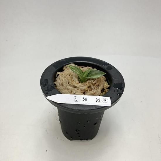 羅紗系 - 田哲園・万年青おもとのお店