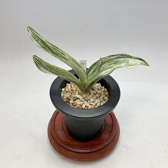 薄葉系 - 田哲園・万年青おもとのお店