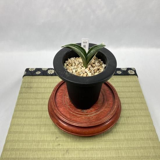 羅紗系 - 田哲園・万年青おもとのお店