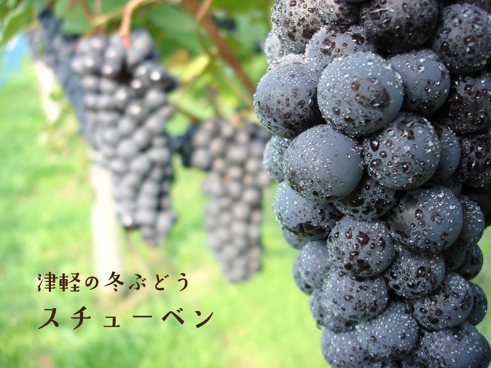 津軽ぶどう村のスチューベン