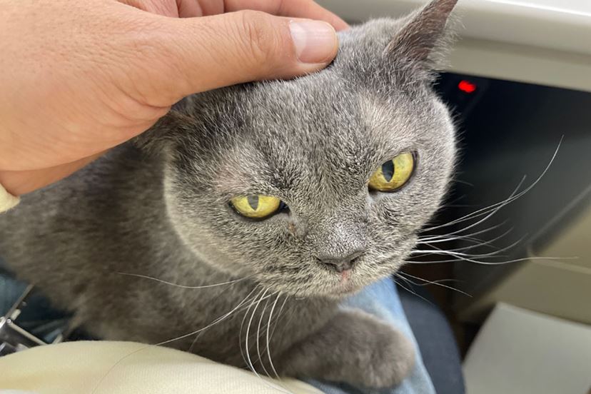 君はもう家族だよ…！ 愛猫家がAIペットロボット「モフリン」をお迎え