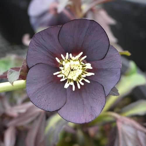 クリスマスローズ・スモーキーブルー - ブルーベリーやスモークツリー