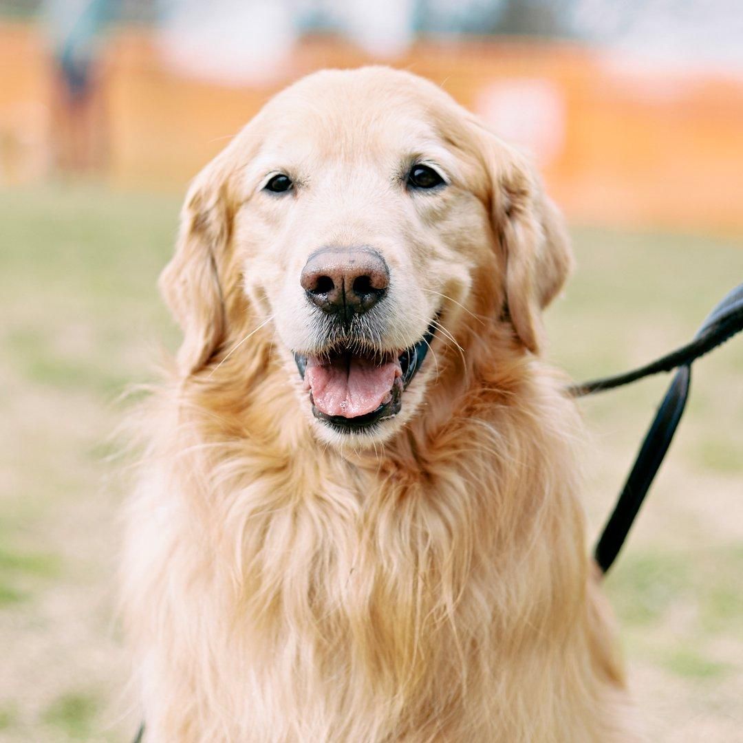 2024/10/20(日)レトリーバーデイ 2024 レトリーバーが数百頭～千頭