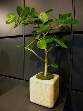 フィカス・ベンガレンシス・オードリー - REN online shop