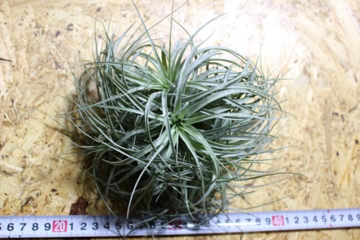 エアープランツ（チランジア）-ヒューストン・コットンキャンディ