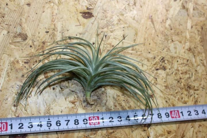 エアープランツ（チランジア）-ヒューストン・コットンキャンディ