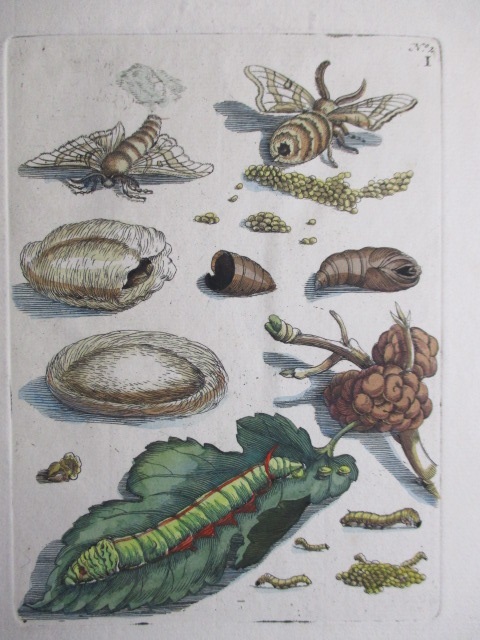 マリア・ジビーラ・メーリアン,ボタニカルアート・博物画,スリナム産