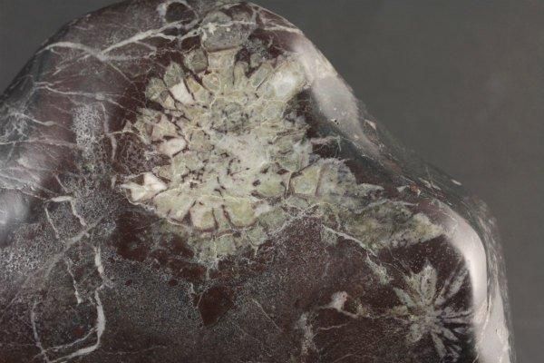 根尾谷産 菊花石 台付き 1.5kg｜天然石 原石 通販のキラリ石