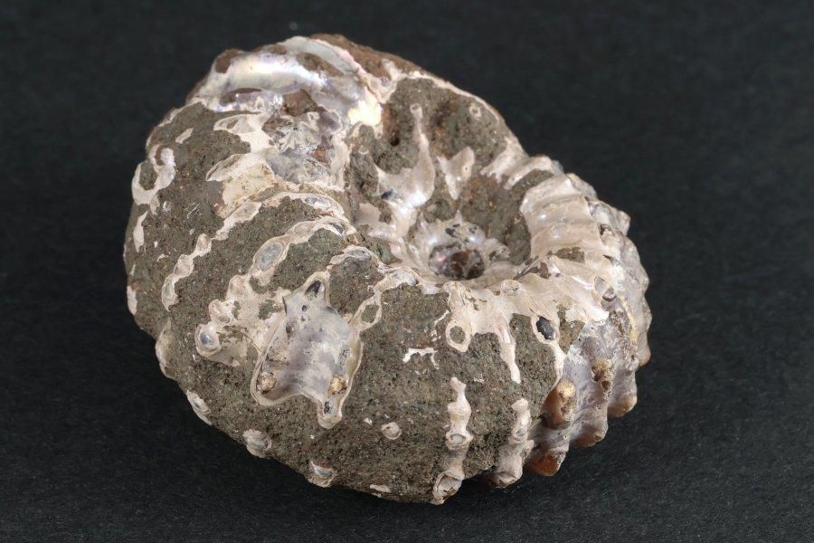 アンモナイト(ドゥビレイセラス)化石 94g｜化石 通販 キラリ石