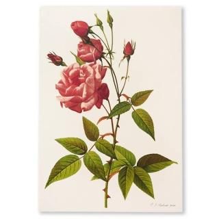 ルドゥーテ バラ図鑑 ポストカード （ローズR11 ）ボタニカルアート