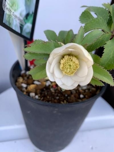 クリスマスローズ【O dd/静(シズカ)】 - 陽春園ネット通販