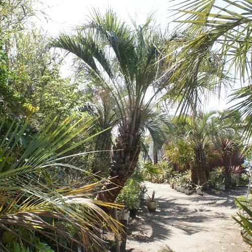 耐寒性 ヤシの木 ヤシ ココスヤシ シンボルツリー 約4m40cm