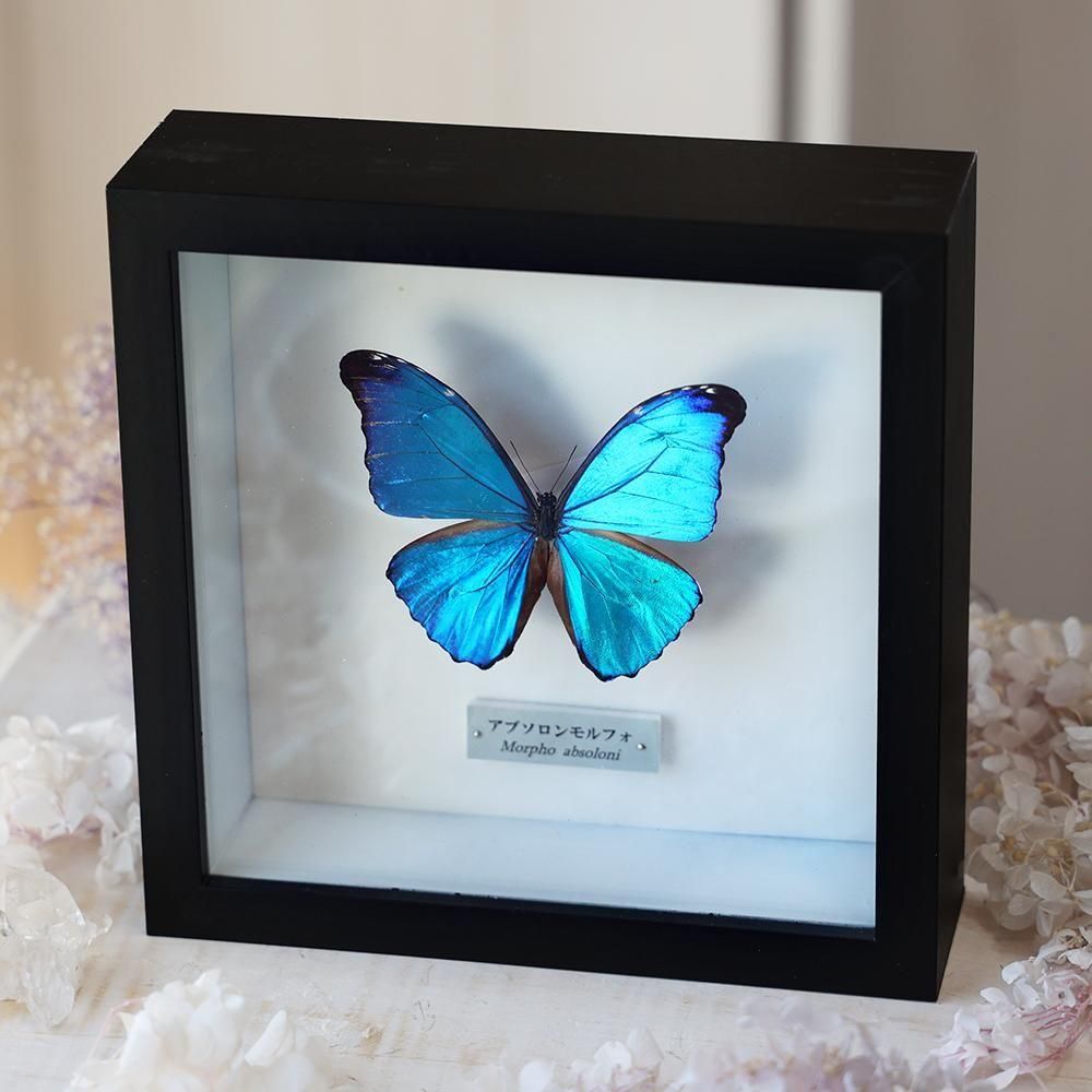 モルフォ蝶標本 - 海福雑貨通販部