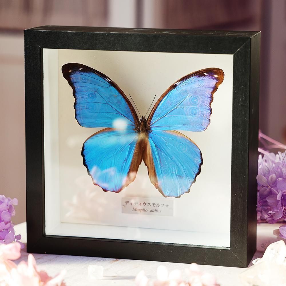 蝶標本 - 海福雑貨通販部