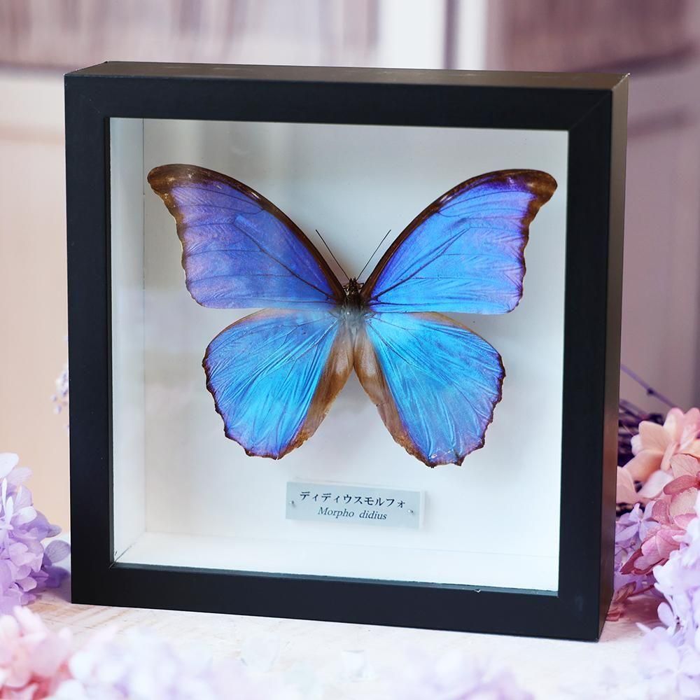 蝶標本 - 海福雑貨通販部