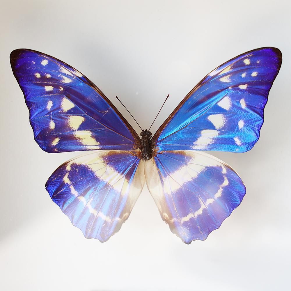 蝶標本「キプリスモルフォ」 - 海福雑貨通販部