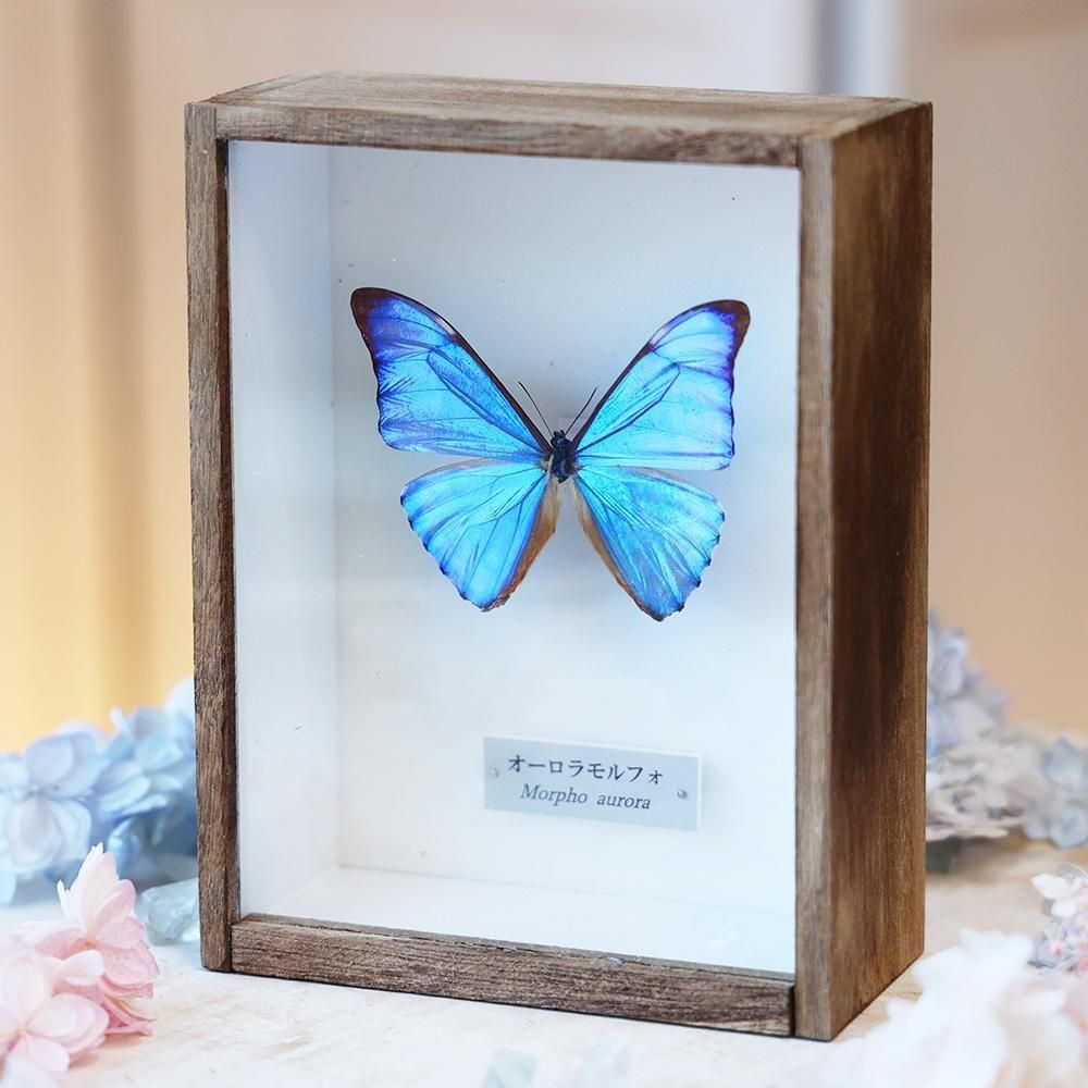 蝶標本「オーロラモルフォ」- 海福雑貨通販部