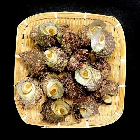 活さざえ サザエ 栄螺 【60/80g】 1kg 約14〜15個 生食可能 BBQ 貝