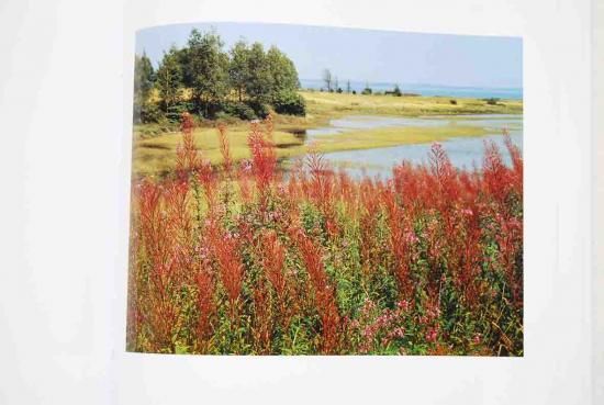 MAINE Eliot Porterエリオット・ポーター写真集 - 古本買取 2手舎/二手