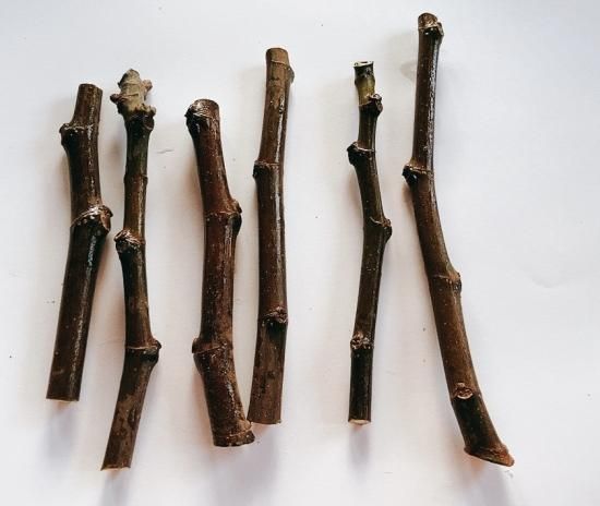 アブラヤ農園】イチジクの人気品種の挿し穂がそれぞれ2本ずつ入った