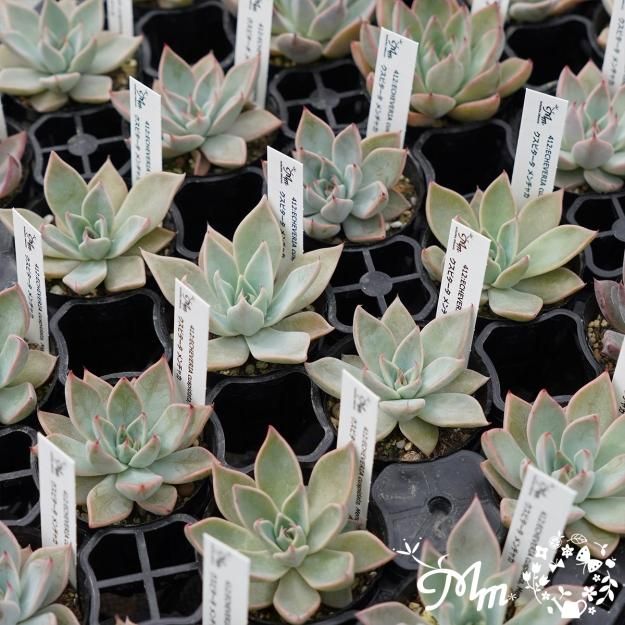 412:Echeveria cuspidata, Menchaca(エケベリア クスピダータ