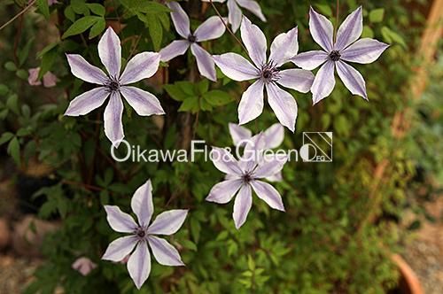 クレマチス専門ナーセリー 及川フラグリーン 風の方位