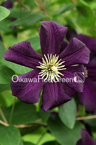 クレマチス専門ナーセリー 及川フラグリーン ロマンティカ