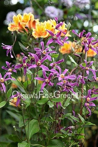 クレマチス専門ナーセリー 及川フラグリーン トーチライト