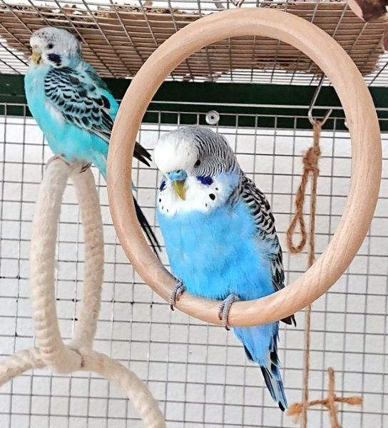 鳥に優しい木製ブランコ（大） | 鳥用ブランコ - とりきち横丁