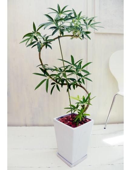 シェフレラ・アンガスティフォリア | 曲がりLポット - 観葉植物・多肉