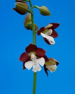 商品検索 - 有限会社 萠春園