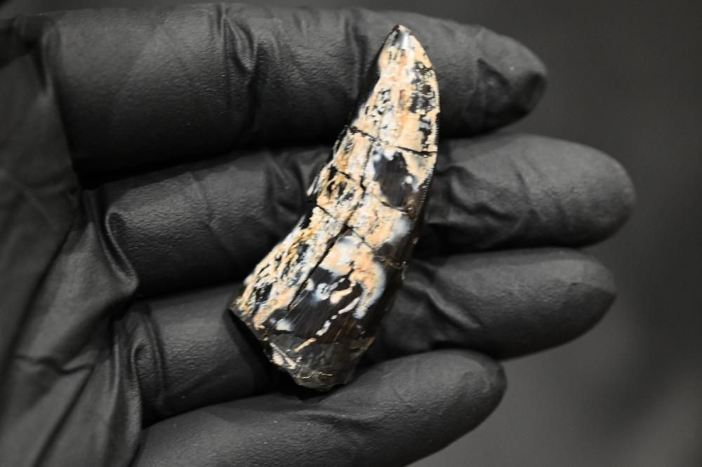 ティラノサウルスの歯（Tyrannosaurus Rex)