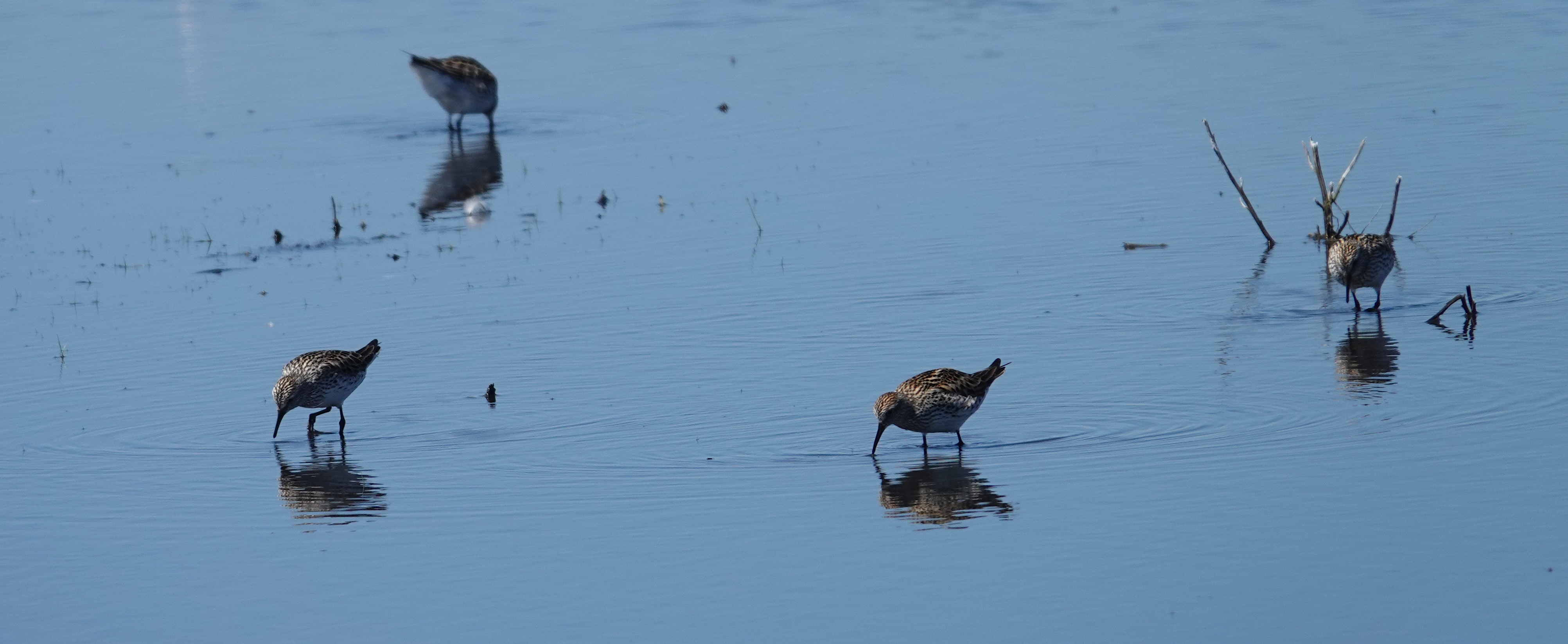What's in the Water? – Whitewater Lake Blitz | Manitoba Important