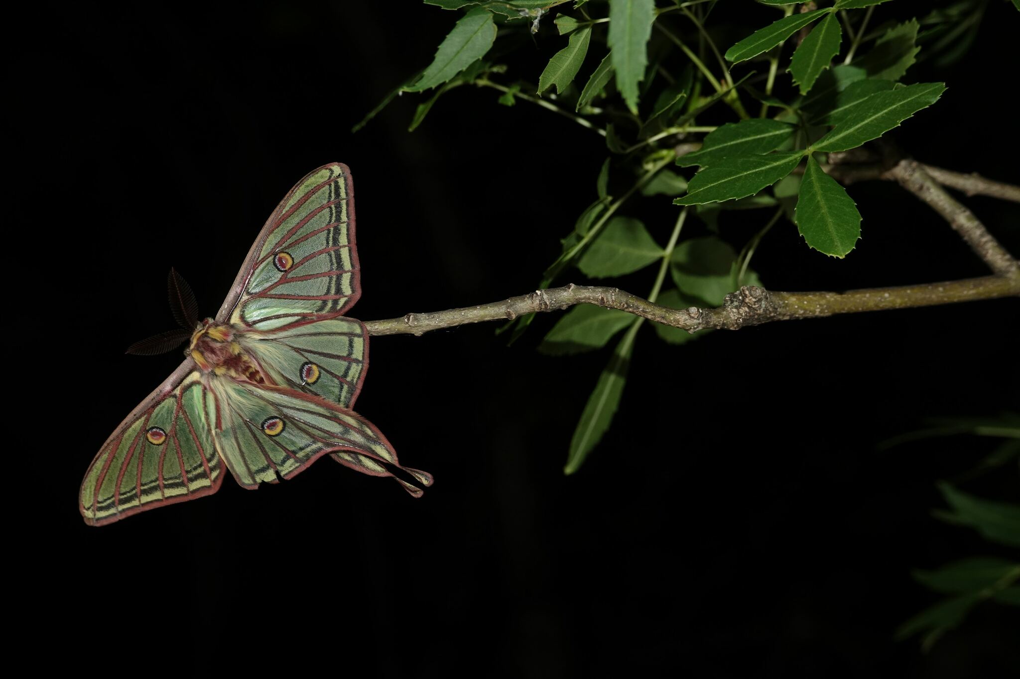 Spanish Moon Moth (Graellsia isabellae) · iNaturalist