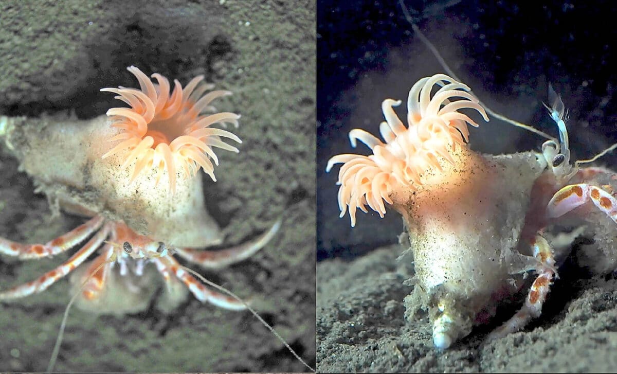 Scientists Identify a Previously Unknown Sea Anemone Species That