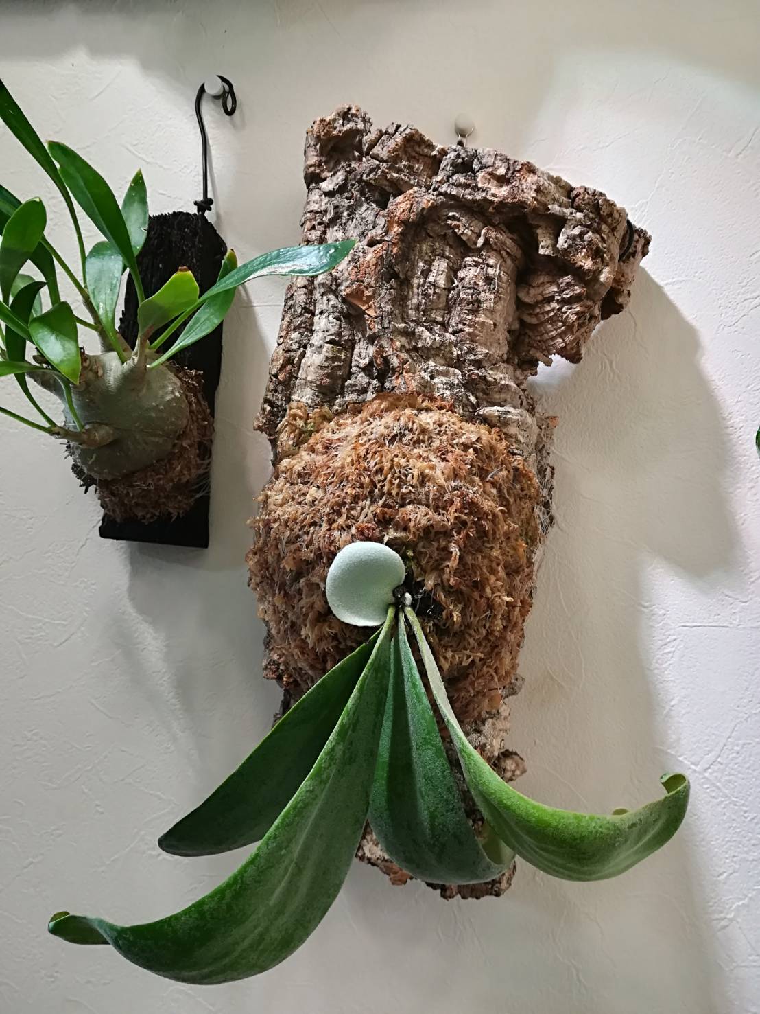 ビカクシダ・ウィリンキーcv.Dparisの貯水葉。≪着生から1ヶ月半後≫