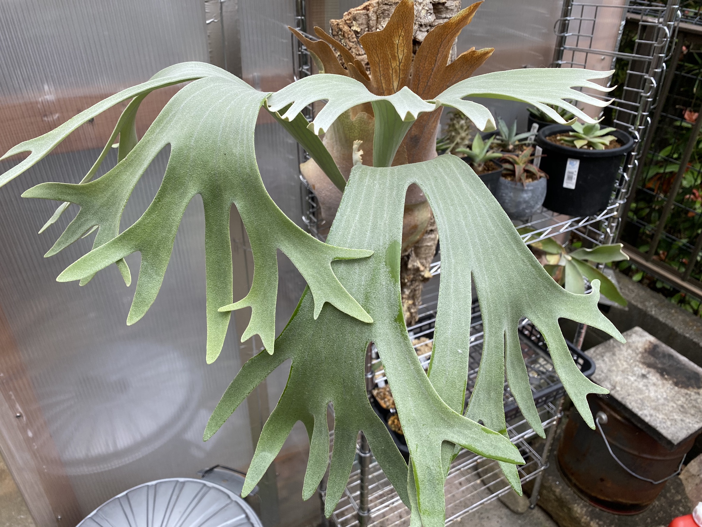 P.Pegasus】ビカクシダ見ごろシリーズ