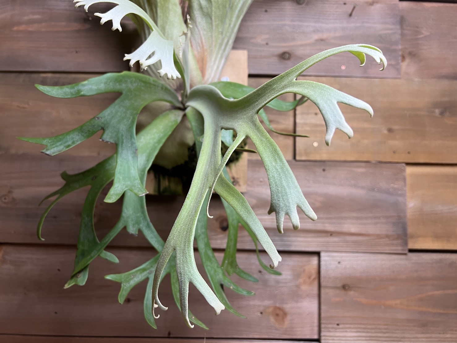 特大ビカクシダ ウィリンキーwild