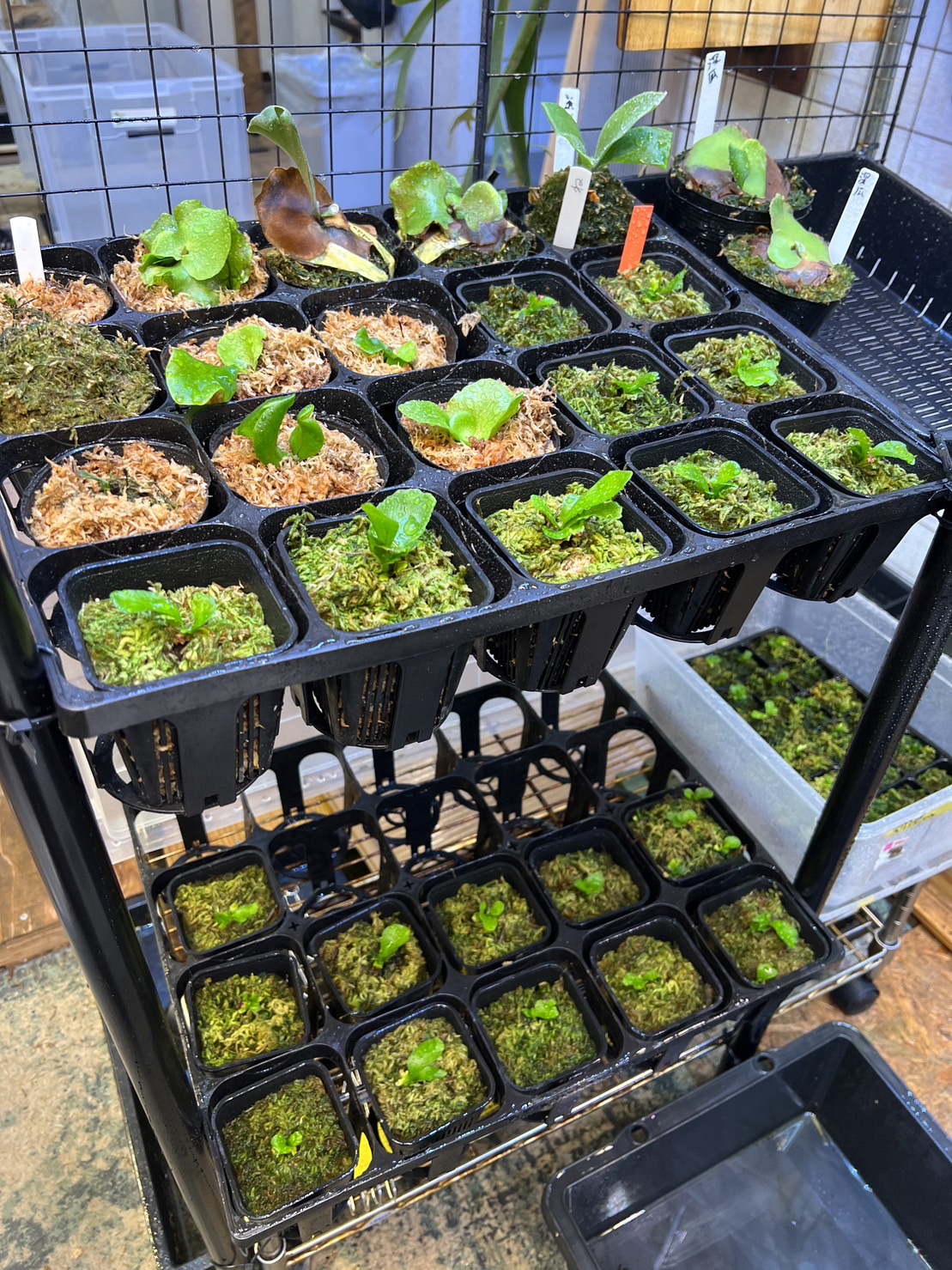 胞子培養株たちの棚づくり