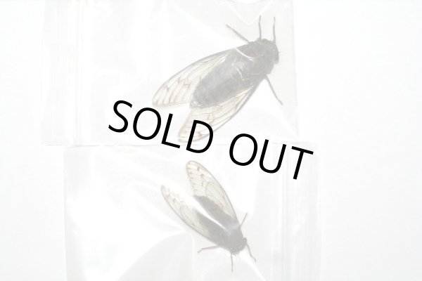 DNA抽出サンプル用冷凍セミ標本（イシガキヒグラシ・タイワンヒグラシ