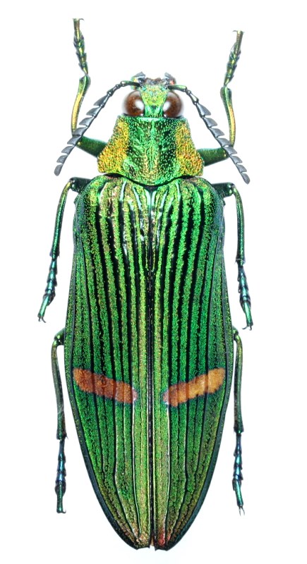 マレーシア産 最大種のタマムシ 74mm マレーシア産 最大種のタマムシ