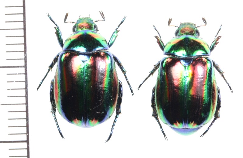 コガネムシの一種 Mimela ohausi ペア ラオス北東部 - Insect Islands