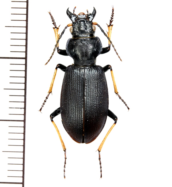 オサムシモドキ 1頭 北海道浦幌町 - Insect Islands 〜南の島の昆虫