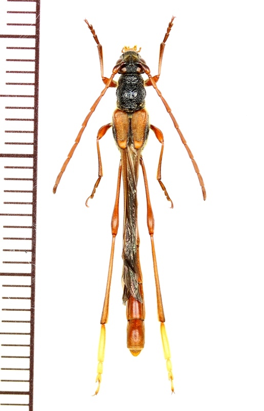 カミキリムシの一種 Necydalis shinborii ♂ ベトナム北東部 - Insect