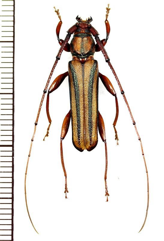 アオスジカミキリ Xystrocera globosa ♂ ベトナム(ベトナム北中部