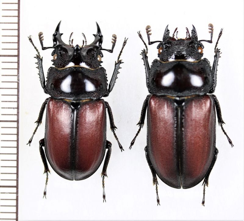 クワガタムシの一種 Dendezia renieri ペア コンゴ - Insect Islands